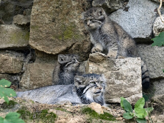 Wall Mural - Female Pallas´ cat, Otocolobus manul, with two cute cubs.