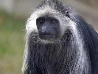 Wall Mural - Portrait of a male King Colobus, Colobus polykomos, with long white fur around his head