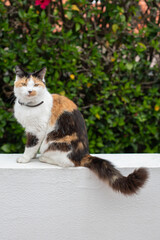 Wall Mural - Katze 