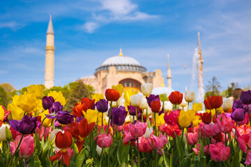 Wall Mural - Spring in Istanbul. Tulips and Hagia Sophia or Ayasofya Mosque.