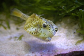 fish in aquarium