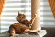Bengal Cat Plays With A Scratching Post In The Living Room.