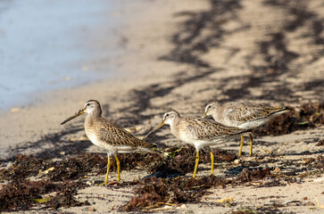Wall Mural - Three short-billed dowitcher shorebirds feed on the incoming seaweed on the sandy beach. 