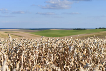 Wall Mural - Field of ready for harvesting wheat at sunny weather. Copy space. 