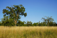 The Meadow Orchard With The Tall, Yellow Grass Is Reminiscent Of The Savannah In Africa