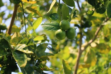 Poster - green apple tree