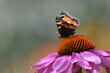 A small tortoiseshell butterfly Aglais urticae feeding on the nectar of a purple echinacea flower