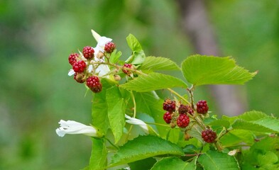 Poster - red currant bush