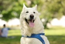 Cute White Swiss Shepherd Dog In Park