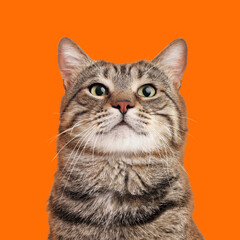 Cute cat on orange background. Lovely pet