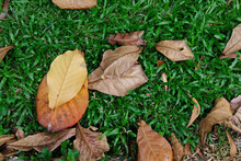 Leaves On Grass