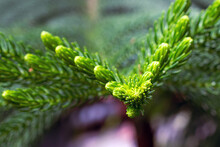 Araucaria Heterophylla (Norfolk Island Pine, House Pine) Branches Macro