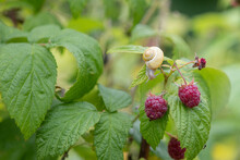 Ripped Raspberries On A Bush With A Snail In A Yellow Shell