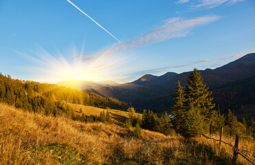 Wall Mural - Forest on a sunny day in autumn season.