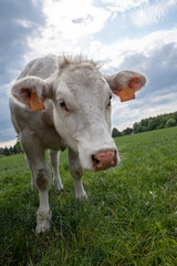 a beautiful white cow graze in a corral on green grass in a countryside