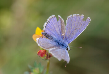 A beautiful butterfly (named Bläuling) on ​​yellow plant