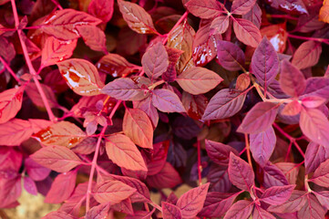 Poster - Autumn natural background with blue, purple, lilac, red leaves