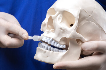 Treatment of toothache. A dentist holds a plastic human skull and teaches how to properly brush your teeth.