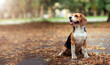 Brown dog beagle sitting on path in autumn natural park location among orange yellow fallen leaves, looking to the side. Summer, autumn time. Extra wide banner and copy space.