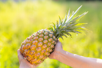 Poster - Hold with pineapple harvest under sunlight