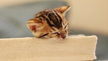 Kitten Playing And Biting Basket. Funny And Amusing Bengal Cat In Blurred Background. Little Domestic Animal. Slow Motion Of Cute Pet In Animal Shelter