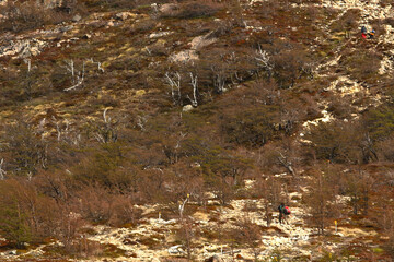 Wall Mural - Hiking at El Chalten, Patagonia, Argentina