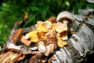 Canvas Print - Picking mushrooms in the forest	