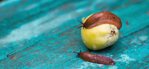 Close-up of the Spanish slug Arion lusitanicus on a green apple. Big slimy brown snails crawling around the garden. The invasion damages the leaves and crops. Collection of invasive species.