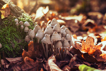 Psilocybe Bohemica Mushrooms In The Autumn Forest Among Fallen Leaves