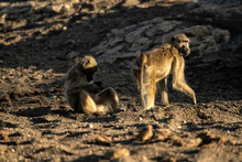 Baboon Digging In Dry Riverbed For Water Source;  Mashutu;  Botswana;  Africa