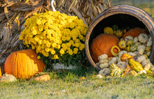 Fall Display Of Pumpkins, Squash, Gourds, Mums, And Corn Stalks On The Grass