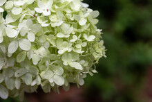 Close Up Of A White Hydrangea Bloom With Green Background