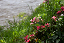 Pink Blooming Flowers On A Grassy Hill With Water In The Background