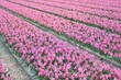 © Lara Red - Hyacinth flower field in Julianadorp, the Netherlands.