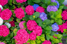 Selective Focus Of Hydrangea In The Garden, Bushes Of Multi Color White, Pink And Blue Ornamental Flower, Hortensia Flowers Are Produced From Early Spring To Late Autumn, Natural Floral Background.