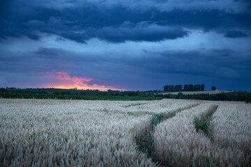 Wall Mural - Ripe wheat spikelets on rural field infront dark evening sky with rainy clouds. Industrial and nature landscape. Ukraine, Europe