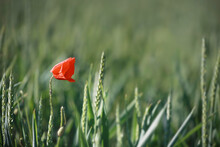 Red Poppy Flower In The Green Field Surrounded By Big Grass, Green Grass With Red Flower, Small Lonely Red Flower Among Green Grass