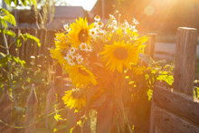 Bouquet Of Sunflowers And Chamomiles On The Old Wooden Fence On The Sunset In Summer, Yellow And White Flowers Assembled In The Bouquet Rural Life