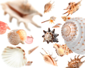 Wall Mural - Many falling sea shells on white background
