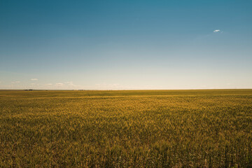 Peaceful agricultural landscape over a wheat field. Minimalistic farmland image with the vast sky in autumn color.