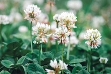 White clover flowering, Trifolium repens flowers closeup