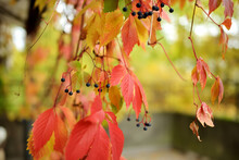 Beautiful Red Virginia Creeper Leaves On A Tree Branch On Autumn Day