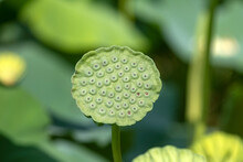 Close Up Of Lotus Seed Pod