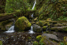 Lush Waterfall Landscape Scenery In The Mossy Quinault Rainforest, Olympic Peninsula, Washington State