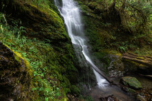 Waterfall In The Quinault Rainforest, Pacific Northwest Washington State