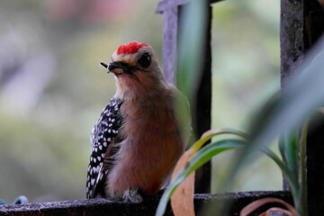 close-up of a woodpecker, crook-billed, feeding, aburrá valley in medellín colombia