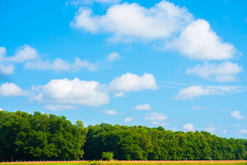 Wall Mural - blue sky and white clouds.