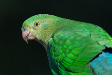 Female Australian King Parrot (Alisterus Scapularis), Isolated Against A Dark Background