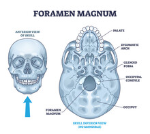 Foramen Magnum Skeletal Bone Hole In Human Skull Anatomy Outline Diagram. Labeled Educational Scheme With Inferior Palate, Zygomatic Arch, Glenoid Fossa Or Occipital Condyle View Vector Illustration.