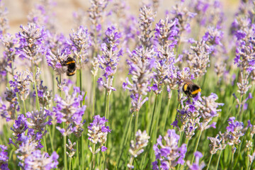 Wall Mural - striped bumblebees and bees collect nectar and pollinate purple lavender flowers